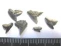 SHARK_TEETH 002.jpg