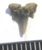 SHARK_TEETH 003.jpg