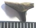 SHARK_TEETH 006.jpg