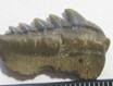SHARK_TEETH 004.jpg