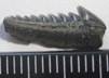 SHARK_TEETH 005.jpg