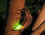 Описание: http://upload.wikimedia.org/wikipedia/commons/thumb/2/2b/Lampyris_noctiluca.jpg/99px-Lampyris_noctiluca.jpg