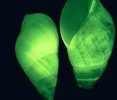 Описание: &Rcy;&acy;&kcy;&ocy;&vcy;&icy;&ncy;&ycy; &mcy;&ocy;&rcy;&scy;&kcy;&icy;&khcy; &ucy;&lcy;&icy;&tcy;&ocy;&kcy; Hinea brasiliana. &Fcy;&ocy;&tcy;&ocy;: Dimitri D. Deheyn