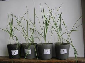 Описание: P1267910