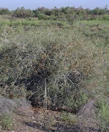 Изображение растения Calligonum leucocladum.