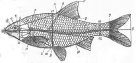Описание: Описание: Схема измерений карповых рыб