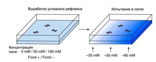 Описание: Схема эксперимента по вырабатыванию рефлекса на концентрацию соли