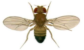http://bugguide.net/images/cache/60H0N0Z050TRRQNRHQNRLQVRHQ9RZQUR40VRYKDQ60DQ3K3QU0K090JRMQS020K060FRSQOR0QTRSQS0P03RSQ9RYK.jpg
